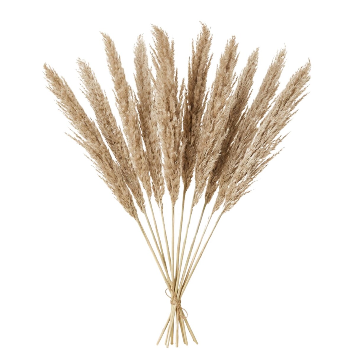 Pampasgras Trockenblumen Natur 10er Set | Pampaszweige Deko 